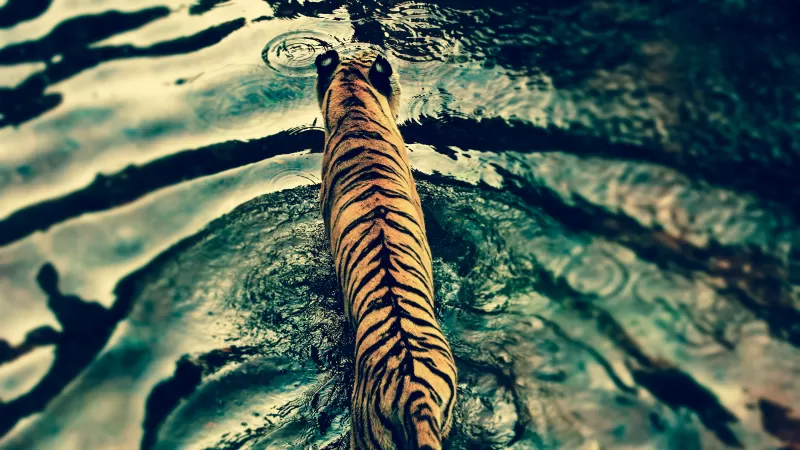 Tiger, Walking, Top View, Water ripples, Texture, Big cat, Predator, Carnivore