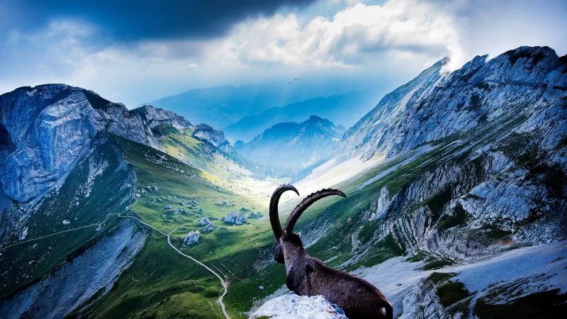 Alpine ibex wallpaper, Mount Pilatus, Swiss valley