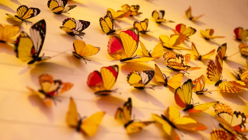 Colorful butterflies, Aesthetic, Wall Decorations, Yellow Butterflies, Closeup, Assorted, Beautiful, 5K