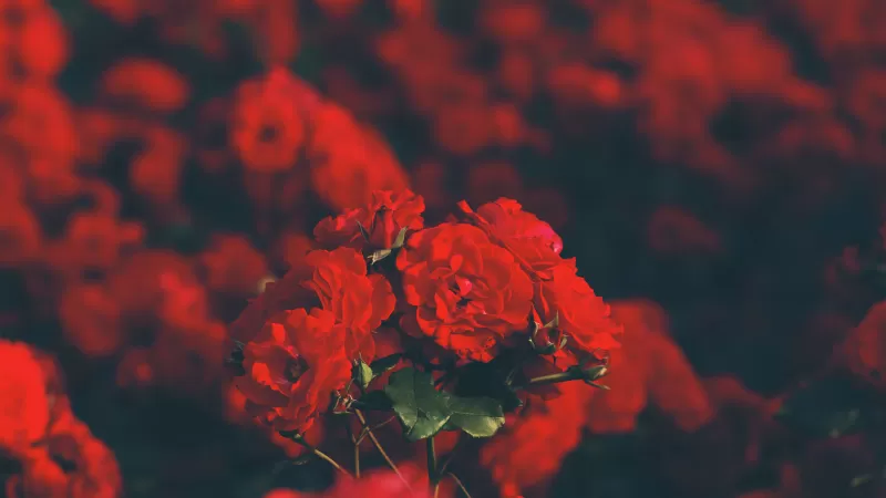 Red flowers, Floral, Blur background, Flower garden, Blossom, Bokeh, Bloom, Selective Focus, 5K