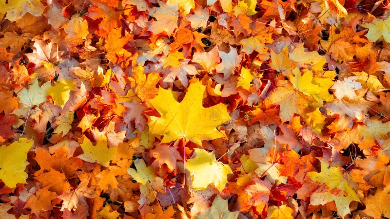 Maple leaves, Autumn leaves, Fallen Leaves, Leaf Background, Seasons, Texture, Foliage, Colorful, 5K