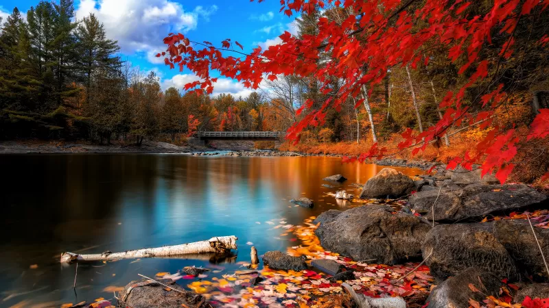 Autumn Forest, Maple trees, Lake, Wooden bridge, Autumn leaves, Fallen Leaves, Long exposure, Reflection, Blue Sky, Landscape, Scenery