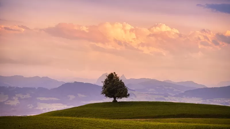 Solitude Tree, Green Meadow, Landscape, Cloudy Sky, Mountains