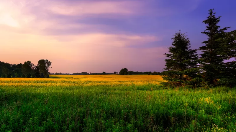Farm Land, Green Fields, Purple sky, Landscape, Meadow, Pine trees