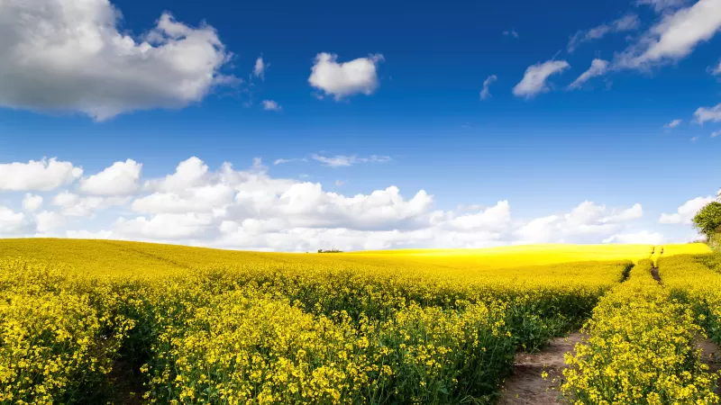 Rape fields, Yellow flowers, Landscape, White Clouds, Blue Sky, Beautiful, Scenery, Sunny day, Rapeseed fields, Germany