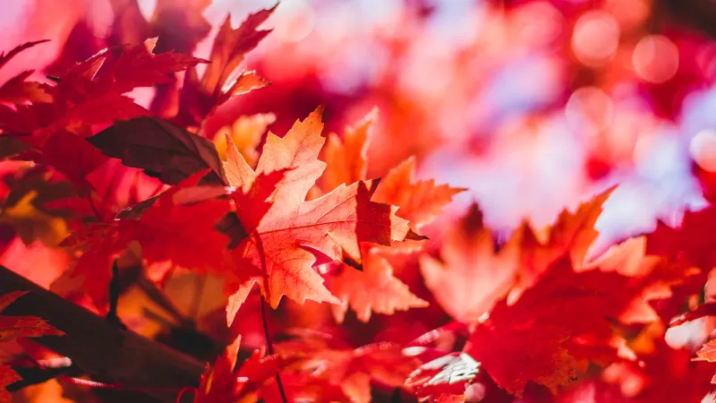 Red maple leaves, Autumn bokeh, Macro, 5K wallpaper