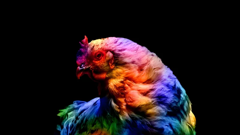 Chicken, Colorful, Black background, AMOLED