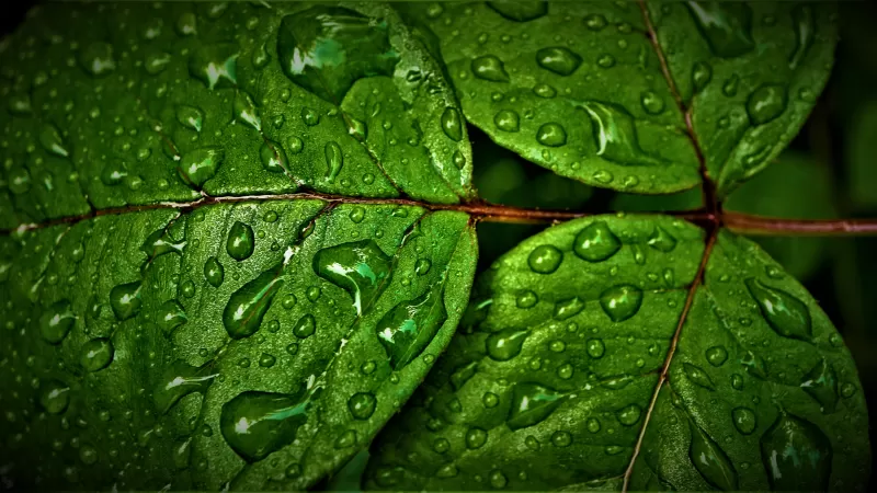 Green leaves, Wet, Rain drops, Water drops, Closeup, Macro, Greenery, Pattern, High Dynamic Range, Fresh, HDR, 5K