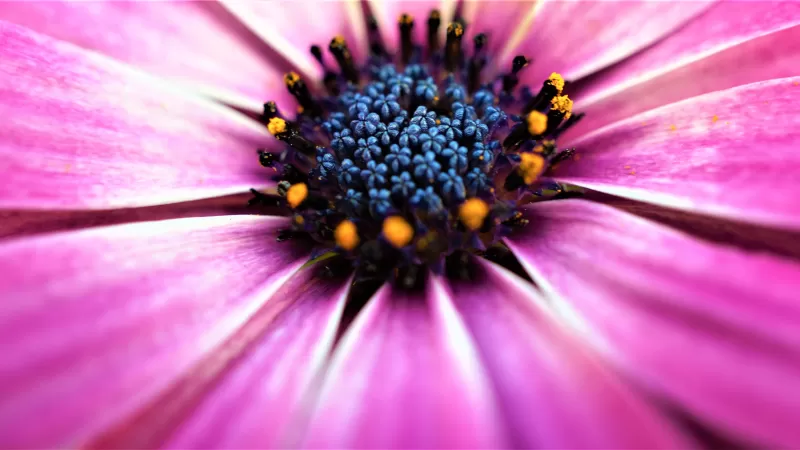 Pink Daisy, Closeup, Macro, Pink flowers, Spring, Blossom, Bloom, Petals, Selective Focus, Flora, Pattern, 5K