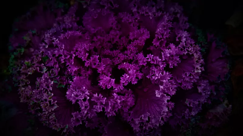 Purple Plant, Dark background, Pattern, Beautiful, Floral, Purple Flowers, 5K