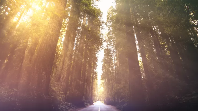 Redwood forest road wallpaper, California, Morning sun rays