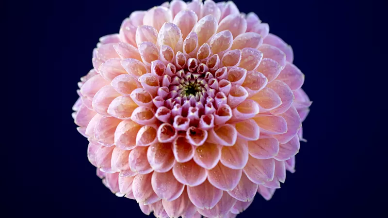 Chrysanthemum flowers, Pink flower, Dark background, Closeup, Macro, Blossom, Bloom, Spring, Dew Drops, Pattern, Flora, 5K