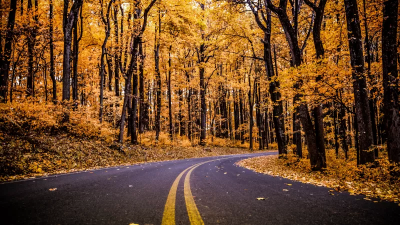 Shenandoah National Park, Virginia, United States, Autumn trees, Autumn, Fall, Empty Road, Early Morning, Landscape, Scenery, Beautiful, 5K