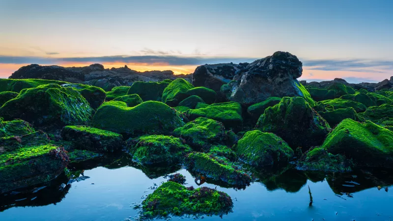 Seashore, Green Rocks, Sunset
