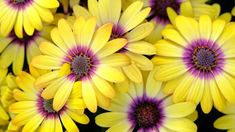 Yellow Daisies, Blossom, Bloom, Spring, Yellow flowers, Close up, Purple, Floral Background, 5K