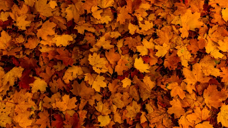 Fallen Leaves, Autumn, Maple leaves, Texture, Foliage, Seasons, 5K
