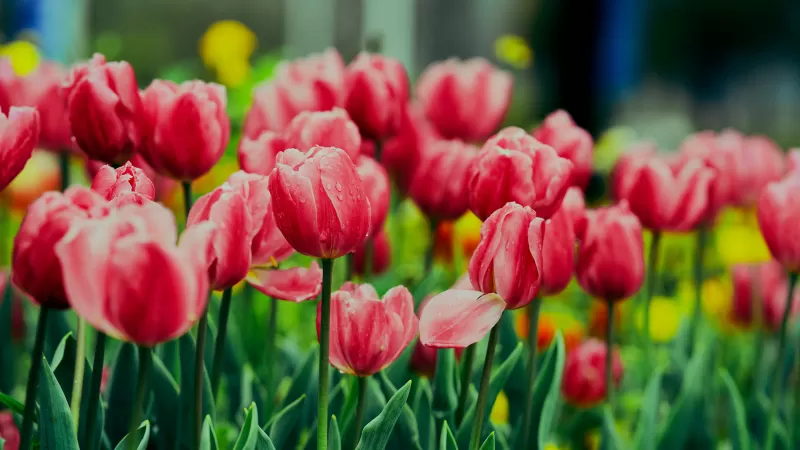 Pink Tulips, Flower garden, Greenery, Wet Flowers, Blossom, Bloom, Floral, 5K, 8K