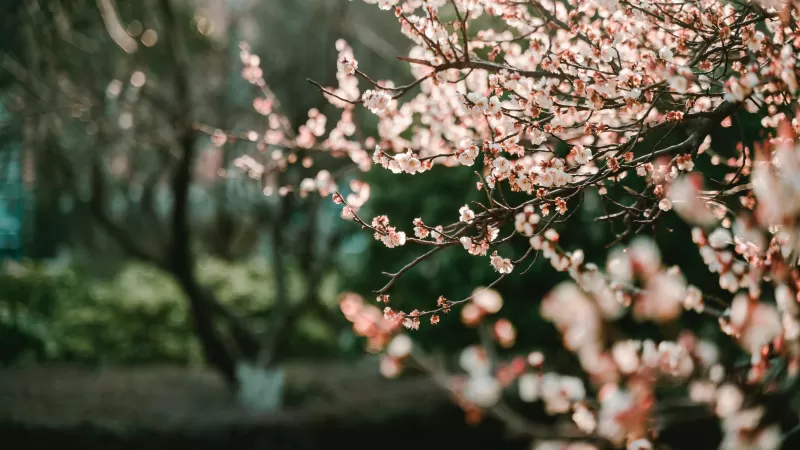 Cherry blossom, Bokeh, Blur background, Selective Focus, Pink flowers, Spring, 5K, 8K