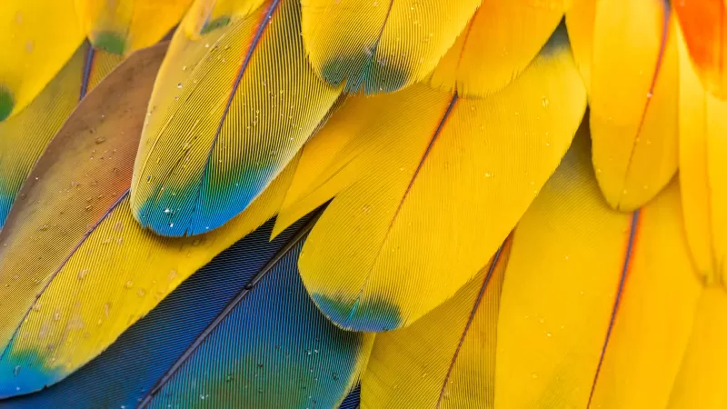 Macaw Feathers, HD wallpaper, Multicolor, Colorful, Closeup, Macro, Water drops, Texture, Scarlet macaw