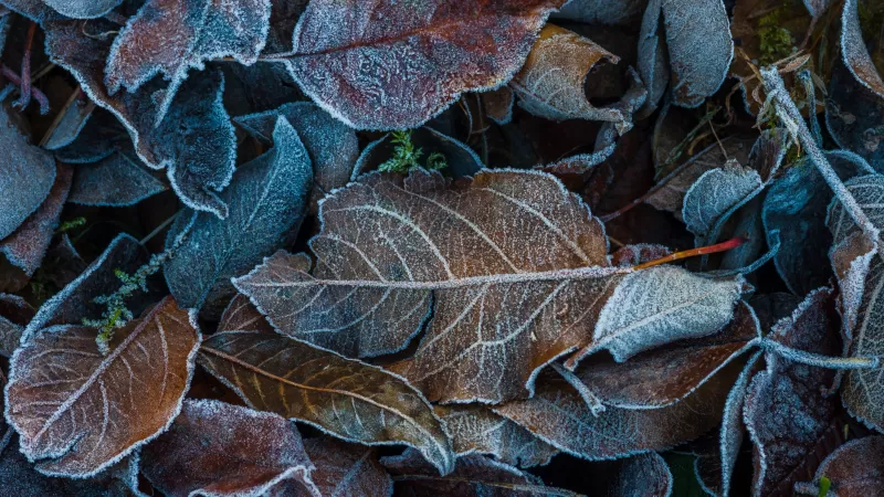 Frosted autumn leaves, Winter morning, Macro, 4K wallpaper