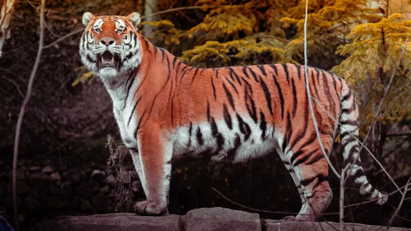 Tiger, Big cat, Wildlife, Forest, Predator, Carnivore, Walking, Panoramic, Zoo, 5K