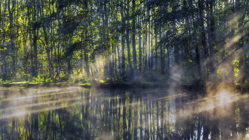 Woodland, Forest, Worcestershire, Early Morning, Pond, Sun light, Fog, Reflection, Scenery, 5K, 8K