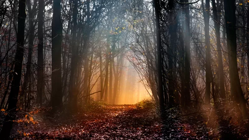 Misty forest path, Golden sunbeams, Autumn woods, 5K wallpaper