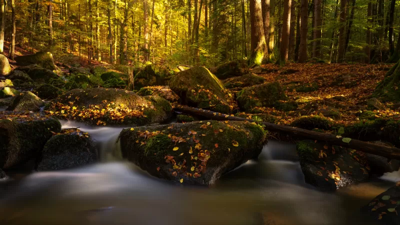 Forest, Autumn, Fall Foliage, Autumn leaves, Water Stream, Bavaria, Germany