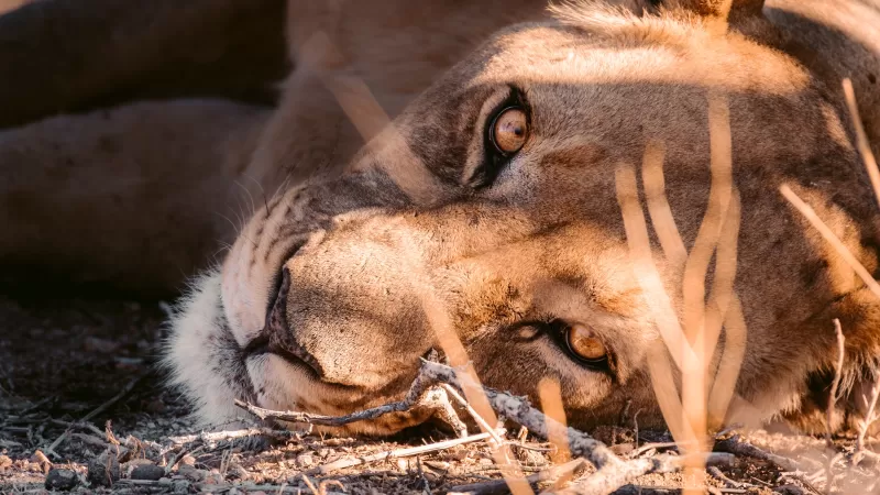 Lioness, Stare, Carnivore, Predator, Day time