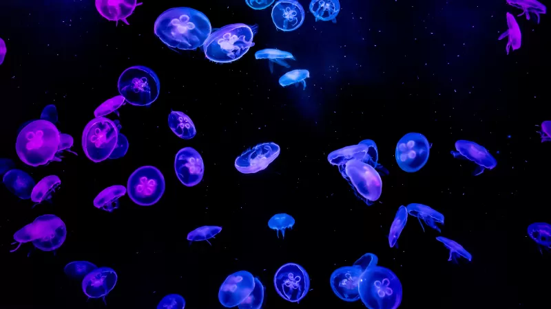 Jellyfishes, Blue, Purple, Black background, Underwater, Glowing, Aquarium, Vibrant, AMOLED, 5K