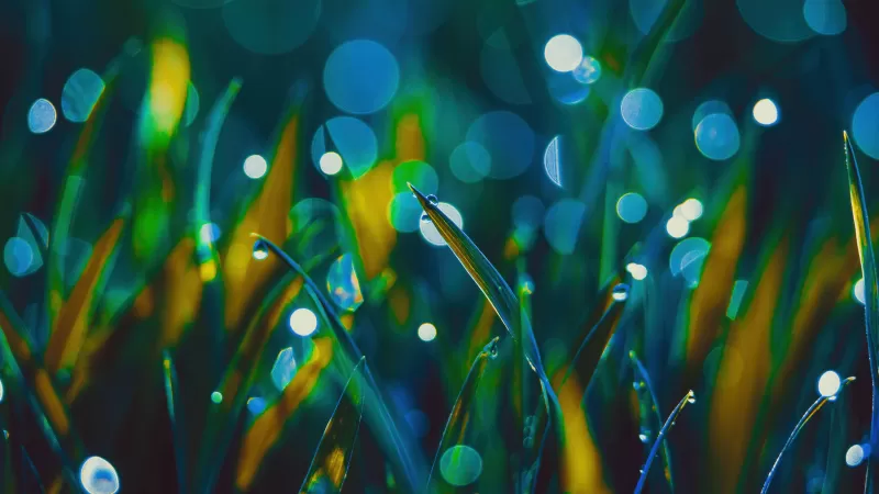 Grass Landscape, Bokeh Background, Dew Drops, Macro, Aesthetic