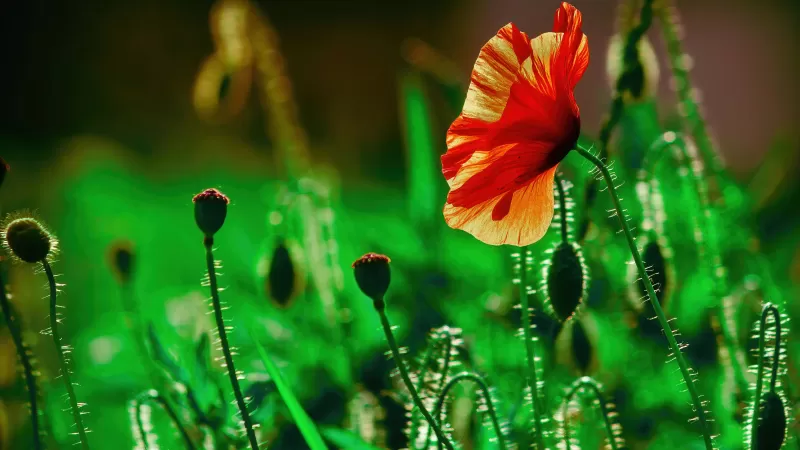 Red poppy flower, Green bokeh, Spring meadow, 4K wallpaper