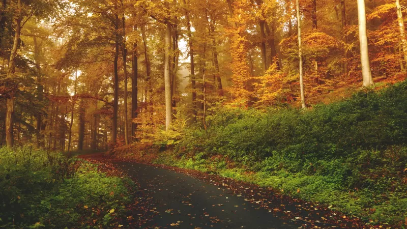 Autumn, Path, Road, Foliage, Trees, Forest, Fall, 5K