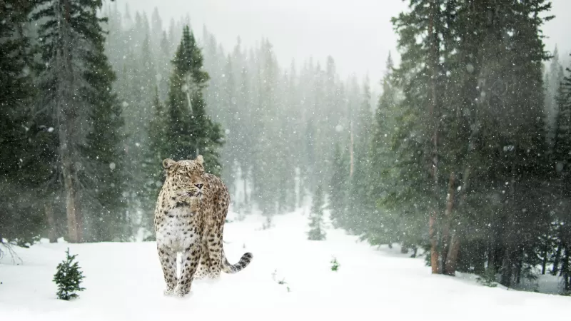 Leopard, Snow, Winter, Forest, Snow leopard, Pine trees, 5K