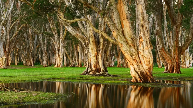 Centennial Park, Forest, Rainy day, Swamp, Australia