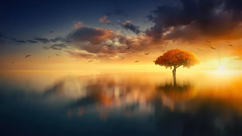Tree, Sunrise, Birds, Reflection, Seascape, Aesthetic, 5K