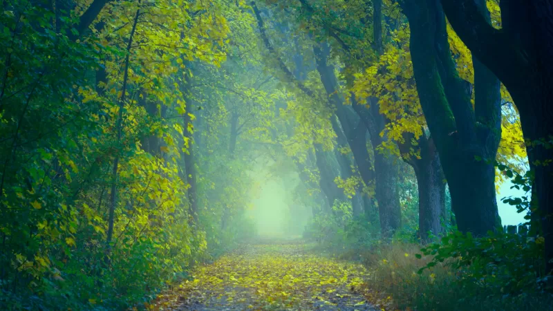 Forest, Path, Foggy, Foliage, Spring, Yellow leaves, Green, 5K