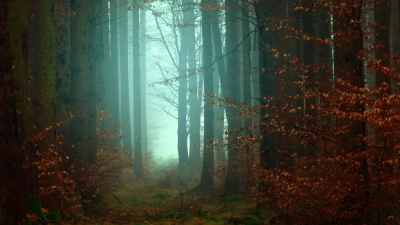 Forest, Fall, Autumn, Foggy, Morning, Atmosphere, Mist