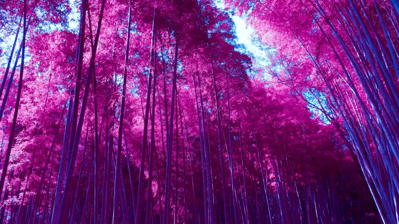 Arashiyama Bamboo Grove, Bamboo Forest, Infrared, Kyoto, Japan