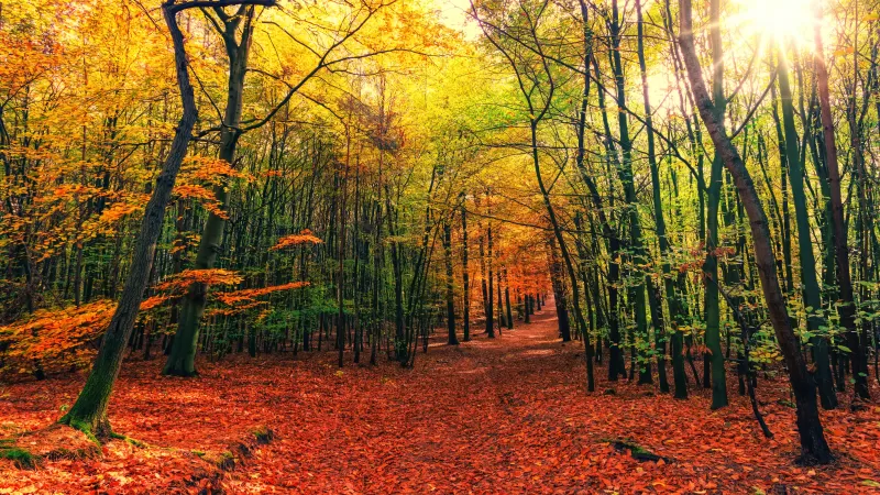 Forest, Autumn, Sunny day, Foliage, Sunlight, 5K