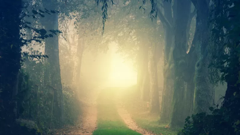 Foggy forest path wallpaper, Misty morning light, Tree tunnel