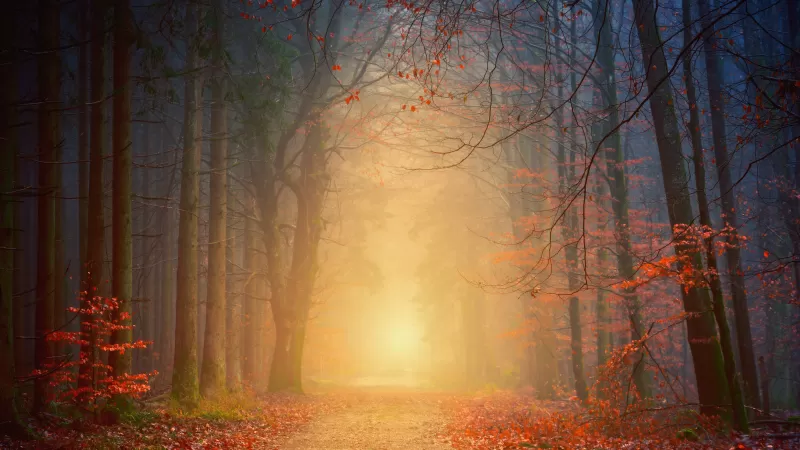 Forest, Autumn, Foggy, Dawn, Pathway, Road, Fall Foliage, 5K