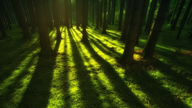 Forest, Trees, Shadow, Daylight, Green, Shadow
