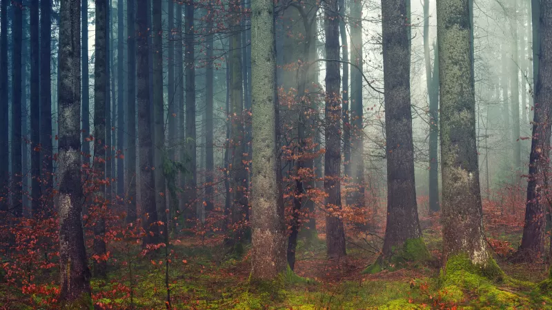 Forest, Woods, Daylight, Fall, Dawn, 5K