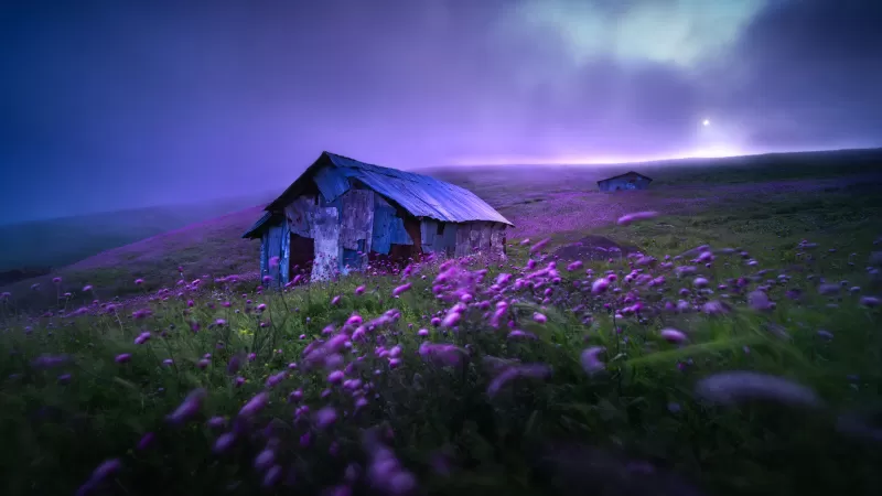 Landscape, Spring, Violet flowers, Scenic, Morning, Fog, Scenery, 5K, 8K