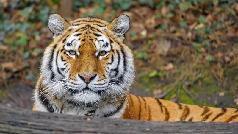Siberian tigress, Big cat, Amur tiger, Predator, Carnivore, Lying down, Forest, Zoo, Wild animal, Starring, 5K