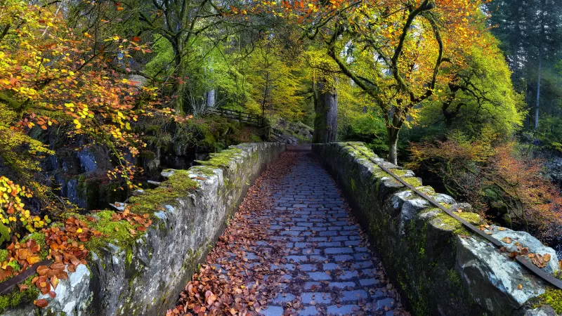 Hermitage bridge, Dunkeld Scotland, Autumn path, 5K wallpaper