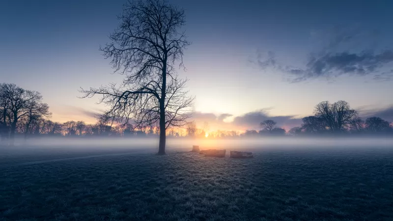 Sunrise, Trees, Silhouette, Early Morning, Morden Hall Park, London, England, Mist, Foggy, Winter, Landscape, Meadow, 5K, 8K