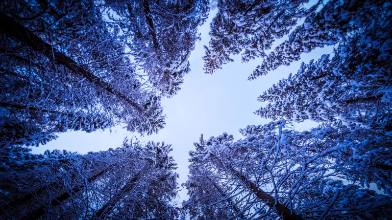 Snowy Trees, Forest, Winter, Looking up at Sky, Upward, Seasons, 5K