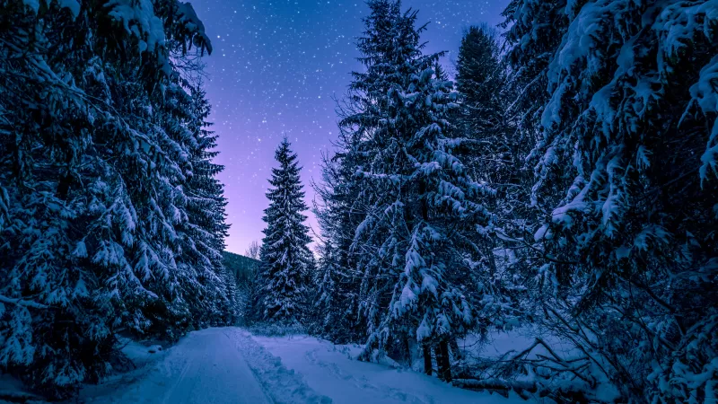 Snowy Trees, Winter, Forest, Frozen, Snow covered, Night sky, Pine trees, Seasons